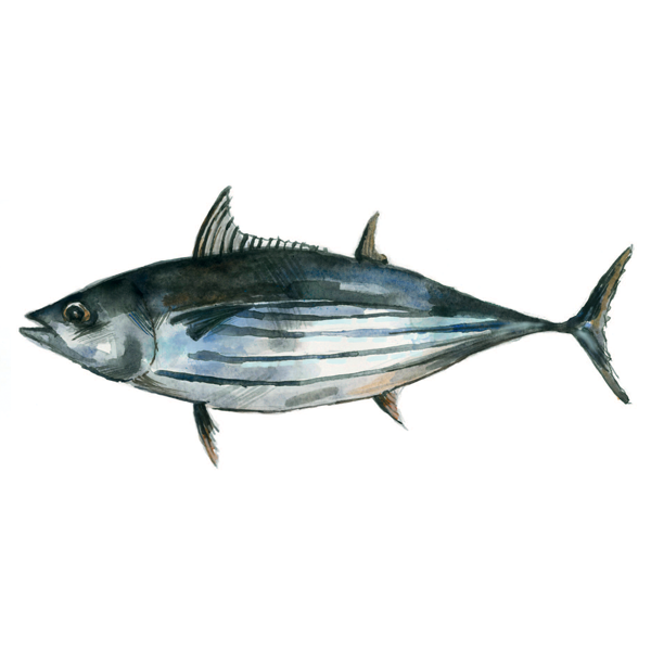Gestreifter Thunfisch
